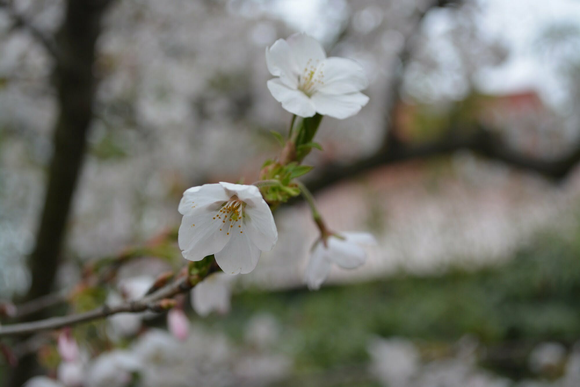 2014清明 中山公园樱花-程序旅途