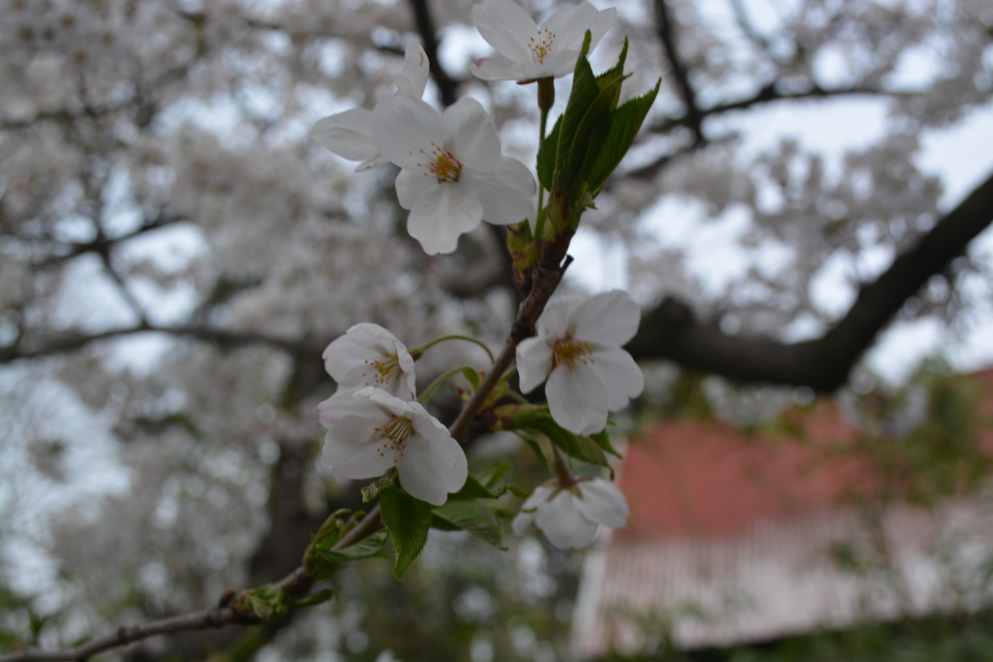 2014清明 中山公园樱花-程序旅途