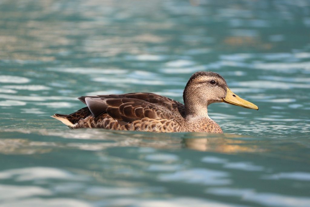 2025总结，2026计划-程序旅途